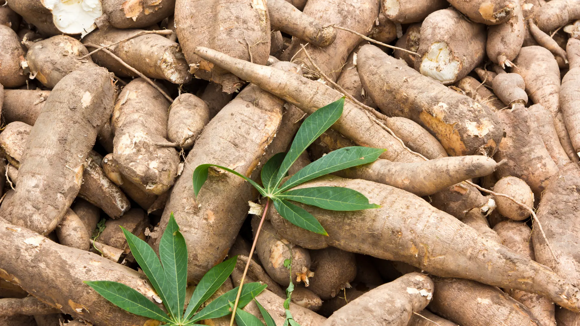 Latar Singkong Segar